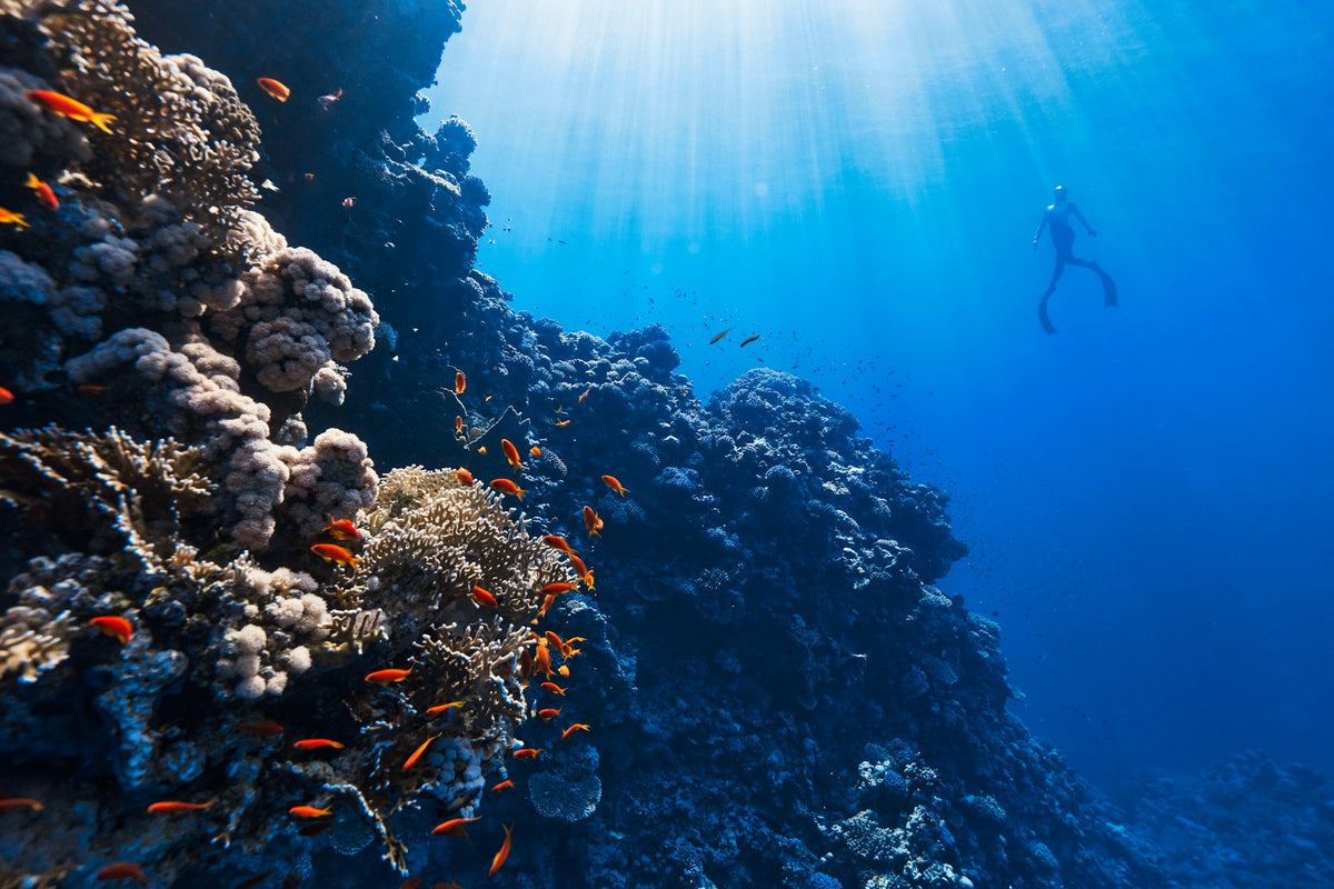 Snorkeler swimming above a colorful coral reef in clear blue water
